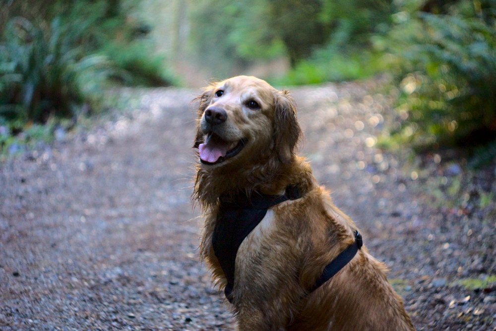 Picture of a muddy dog.